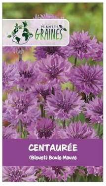 125 graines de fleurs centaurée cyanus 'mauve ball' — bleuet violet intense double annuel pour jardins champêtres, massifs et fleurs à couper