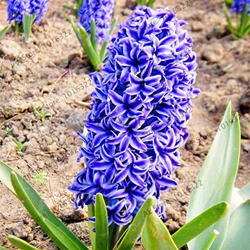 Shopmeeko Samen: 100pcs / bag Hyazinthe Pflanzen Bonsai-Blumen-Garten (nicht Hyazinthe Glühbirne) Holland hydroponische Blume Outdoor-Anlage: 2