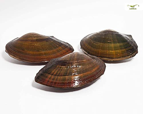 NatureHolic - Conchiglie per laghetto, ideali per il laghetto da giardino, conchiglia domestica, interessante biologia riproduttiva, molto grande, 3 pezzi