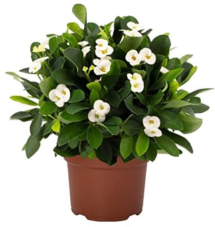 Cactus Natural Corona Cristo Flores Blancas | DECOALIVE | Euphorbia Milii Blanco | Corona de Espinas