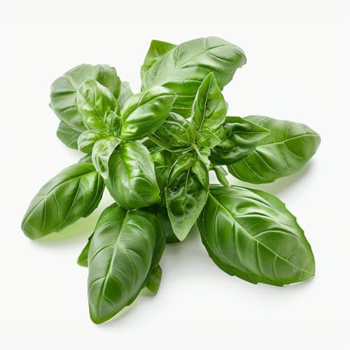 500 Semi di Basilico - SemiSelvaggio Permacultura