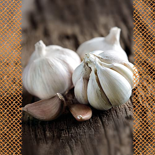 FLORTUS – Winterpflanzknoblauch XXL Blanc de Lautrec 3 Knollen zertifiziertes Pflanzgut, keine Samen – Knollengröße 50-60 mm – winterhart, sehr würziger Knoblauch aus Südfrankreich
