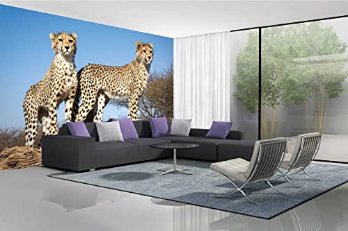 Vlies Fototapete JUNGE GEPARDEN 375 x 250 cm (inkl. Kleister) - Vlies Tapete, Wandtapete, Wandbilder - Tapete für Wohnzimmer Schlafzimmer, Büro, Küche - Montagefertig