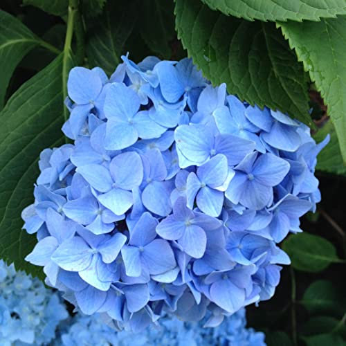 Hydrangea Macrophylla 'Nikko Blue' von Intragarten Bauernhortensie blau