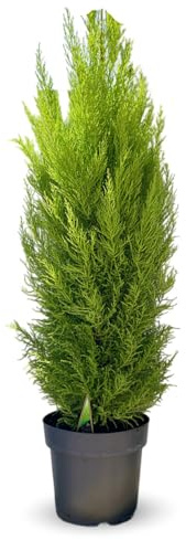 Attitude Jardin - Cyprès gold crest - cupressus macrocarpa - 110-120 cm - ⌀ 22 cm - plante d'extérieur