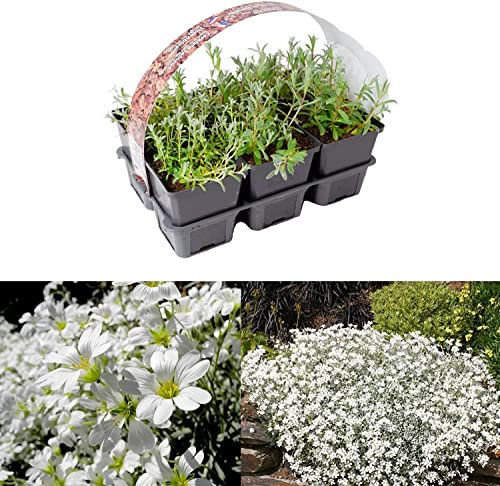 Snow in Summer Pack 6 Plants in 9cm Pots - Cerastium Tomentosum - Spring Summer Flowers Perennial - Ground Cover Plants (1 Pack)