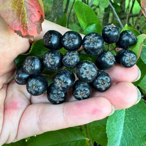 Semi di Aronia Melanocarpa, semi rari da vecchie varietà giardino da balcone frutteto esotiche nani resistenti 200pcs