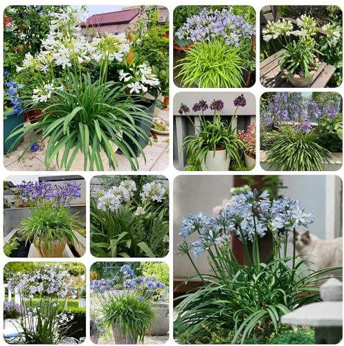 comprar semillas de agapanthus, balcón, resistentes de lirio africano, para balcón, 150pcs