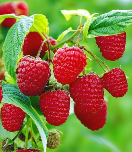 BALDUR Garten 2x Himbeeren TwoTimer® Sugana®, Pflanzen im 2-Liter Containertopf, Rubus idaeus, 2x Ernte im Jahr, volle Erträge, Himbeerpflanze, essbare Früchte, winterhart & pflegeleicht