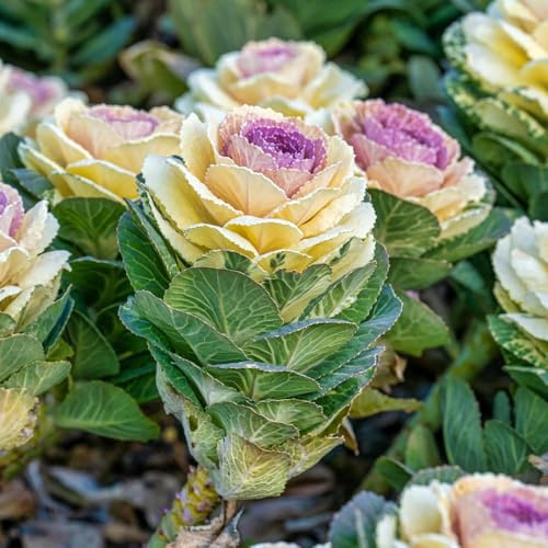 grünkohlsamen bio - hochbeet balkon gemüsesamen alte sorten winterhart gewächshaus deko 125pcs