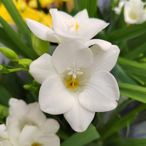 Freesienzwiebeln : Freesia - Freesie  weiß  20 Blumenzwiebeln