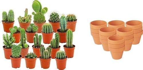 Mix de Mini Cactus, Maceta de Terracota para Interior, 18 Uds, 5-10 cm
