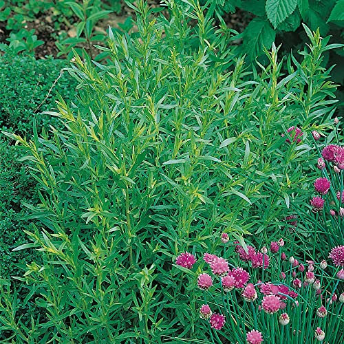 French Tarragon Plug Plants. 'Vienco'. Medium Plug Plants x 4. Estragon. New hardier Strain. Aniseed Flavour herb. Available from Bedwen Plants.