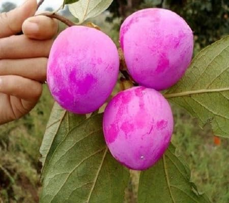 80 graines de fruits de kaki