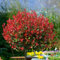 100 semillas de la planta Photinia roja