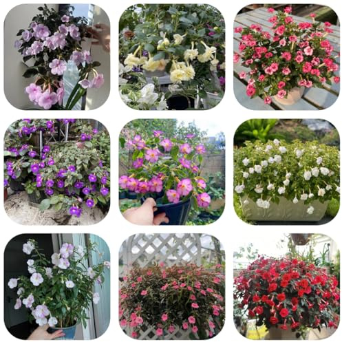semi di achimene - esotiche balcone perenni giardino 200pcs