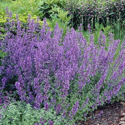 12 unidades o 1 m² Hierba gatera 'Six Hills Giant' - Nepeta Faassenii 'Six Hills Giant' Maceta 9x9 cm