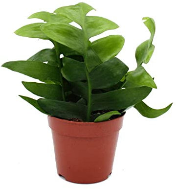 Exotenherz Epiphyllum anguliger chrysocardium - Sägeblatt-Kaktus - 12cm