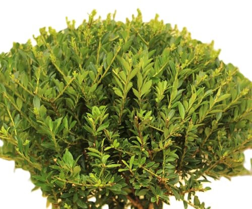 Japanische Stechpalme Ilex crenata Twiggy Kugelschnitt 35-40 cm winterhart Freilandaufzucht