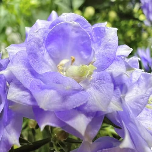 semi di campanula selvatici vecchie varietà giardino interno amanti dell'ombra giardino all'ombra 2000pcs