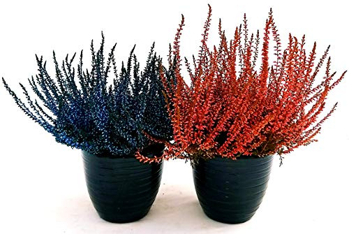 POWERS TO FLOWERS - ERICA CALLUNA COLOR LIFE BLU e ARANCIO, 2PIANTE, piante vere