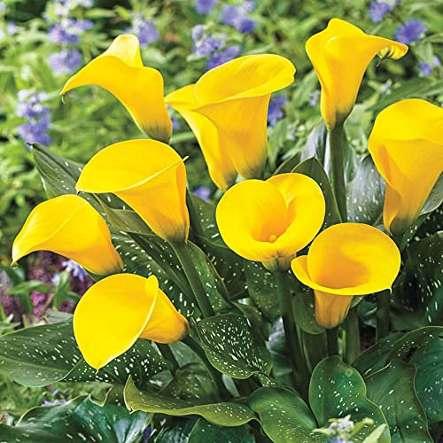schone Zantedeschia – Pastel Pretty Blooms – Summer Flowering Bulb – Perennial – for Your Beautiful Garden (1 x Zantedeschia Yellow)