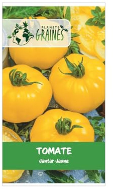 20 graines tomate jantar grosse jaune, ancienne variété rare (ambre), gros fruit charnu, saveur douce et aromatique, culture facile