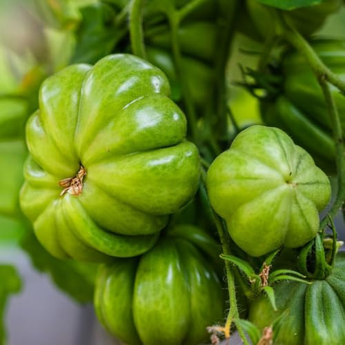 tomatensamen balkonpflanzen dekopflanzen gemüsesamen alte sorten bohnenkraut kräuterpflanzen steingartenpflanzen winterhart pflanzenkübel büropflanzen pflanzensamen zimmerpflanzen 650samen