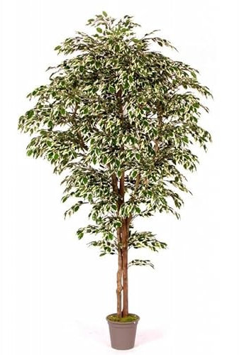 artplants.de Dekorativ Ficus Benjamini Linette, grön-vit, 125 cm