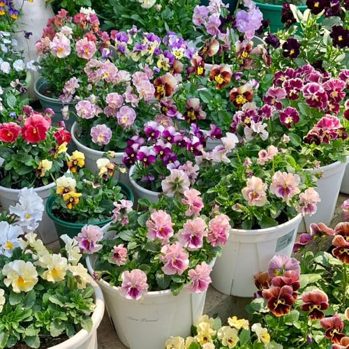 semi di viola cornuta perenni - decorazioni resistenti per il giardino balcone 250pcs