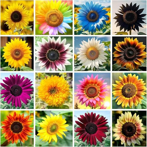 Oltre 1.500 Girasoli Misti, Petali Vivaci Completamente Estesi, Creano Un Vivace Effetto Ornamento Dinamico.