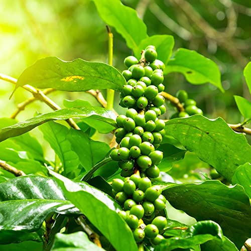 kaffeebohnen büropflanzen pflanzendeko kräuterpflanzen Kaffeepflanze steingartenpflanzen exotische zimmerpflanzen balkonpflanzen winterhart kräuterbeet indoor kräutergarten küche 300samen