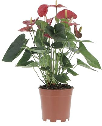 KENTIS - Anthurium Andreanum Rosso - Piante da Interno Vere Purifica Aria - Piante da Appartamento Fiorite - H 50-60 cm Vaso Ø 17 cm