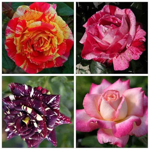 Rosas híbridas/rosas/rizomas/resistentes/ornamentales/de jardín/en maceta/de interior/de exterior/fáciles de cuidar-3 PCS-K