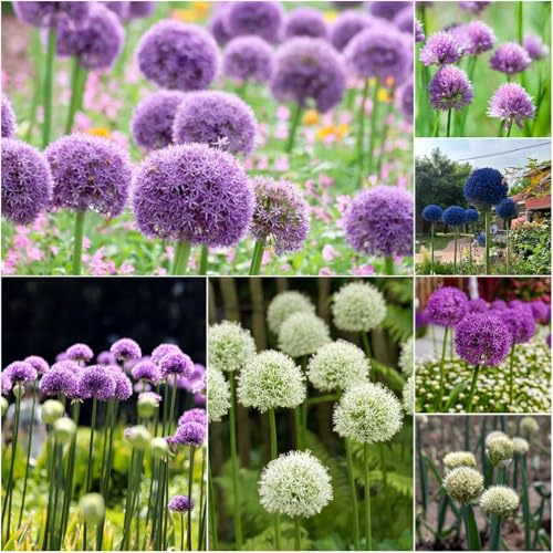 bulbi allium giganteum - di interni esotici puerro gigante bulbi di perenni resistenti decorativi perenni resistenti balcone 9pcs