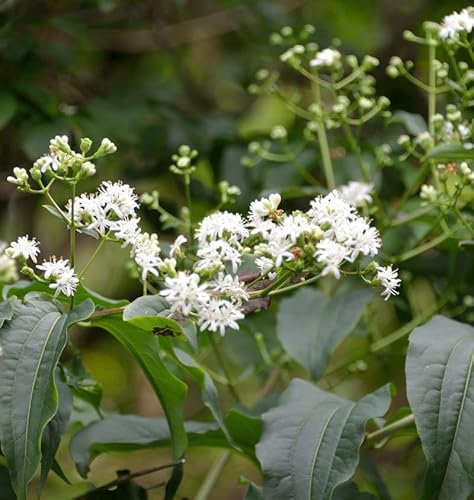 Sieben Söhne des Himmels Strauch Tianshan 40-60cm - Heptacodium miconioides - lebende Gartenpflanze aus den Baumschulen