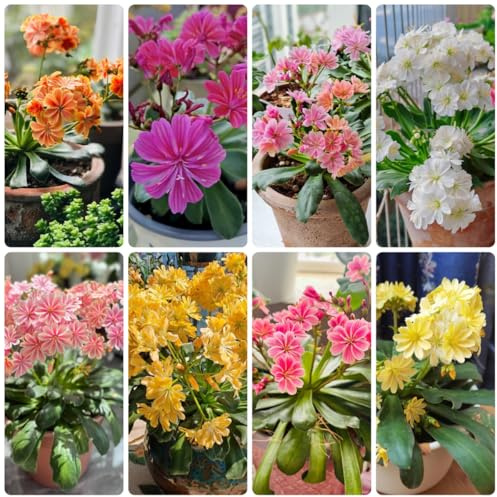 porzellanröschen lewisia ausgefallene geschenke herbst deko blumenbeet bodendecker winterhart mehrjährig blumensamen mehrjährig winterhart balkonpflanzen balkon garten 300samen
