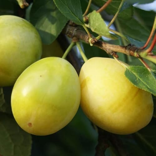 Lippische Eierpflaume schmackhafte gelbe Pflaume Halbstamm Topfballen St. Juliien A