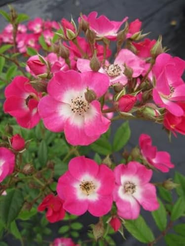 Strauchrose Mozart® - Rosa Mozart® - Parkrose