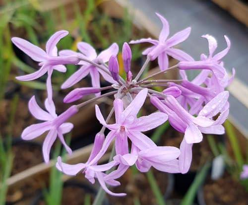 Tulbaghia violacea/Ail violet d’Afrique du sud