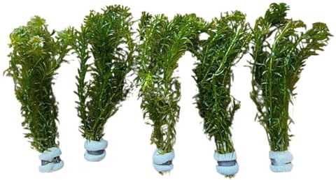 IFLO® lebende Aquariumpflanzen Set 5 Bund Elodea densa – pflegeleicht, schnellwachsend, ideale Wasserpflanzen für Süßwasseraquarium – natürliche Hilfe gegen Algen