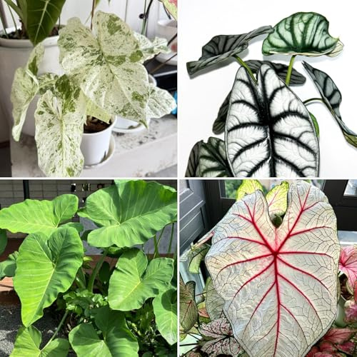 Oreja de elefante perennes Cebollas para comprar, Ideal para plantar-4tubérculos-I