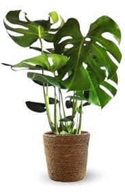 Attitude Jardin - Monstera deliciosa avec panier en jonc de mer - plante trouée - purificateur d'air - 45-50 cm - ⌀ 17 cm - plante d'intérieur