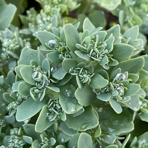 Sedum erythrostictum - de silvestres exóticas de interior 400semillas