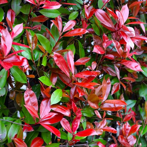 Photinia Red Robin - Arbusto sempreverde - Pianta da siepe da esterno