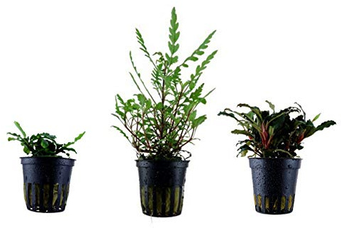 Tropica Exclusives Set mit 3 Topf Pflanzen Aquariumpflanzenset Nr.39 Wasserpflanzen Aquarium Aquariumpflanzen