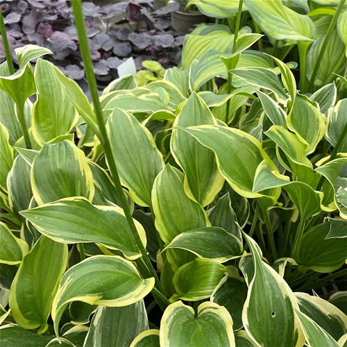 Hosta plantaginea So Sweet Lys parfumés de jardin So Sweet dans un pot de 12 cm, qualité jardinier de fleurs Eber - 12 cm