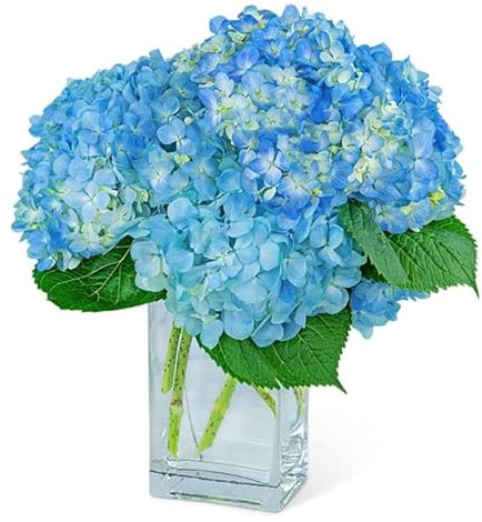 Ramo de Hortensias Color Azul con 10 Flores PREMIUM Ideal para Decoración
