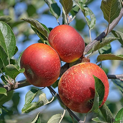 Balkonobst Apfel Ingrid Marie 80-120 cm Lieferhöhe | Sth 40-60 cm | endgültige Höhe max 300 cm | perfekt für Garten Terrasse Balkon geeignet | Als Tafelapfel oder für Wein geeignet