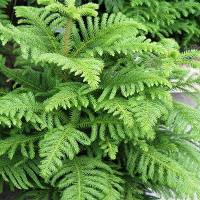 50 graines de plantes d'Araucaria